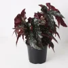 Polka Dot Begonia Live Plant - Begonia Maculata - 4" Pot - Easy Indoor Plant - Image 1