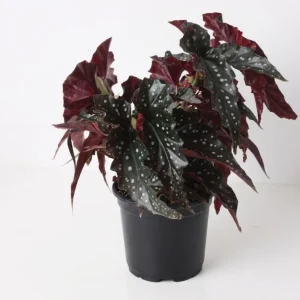 Polka Dot Begonia Live Plant - Begonia Maculata - 4" Pot - Easy Indoor Plant - Image 1