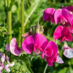 Polygala Myrtifolia Milkwort 7 Sweet Pea Bush Live Plant Cuttings, 6