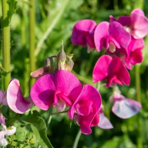Polygala Myrtifolia Milkwort 7 Sweet Pea Bush Live Plant Cuttings, 6