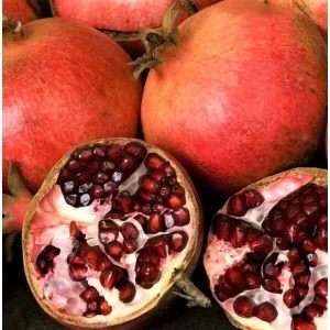 Pomegranate Live Plant Cuttings – 7 Pack, 6 inch Fruit Tree for Outdoor Planting - Image 1