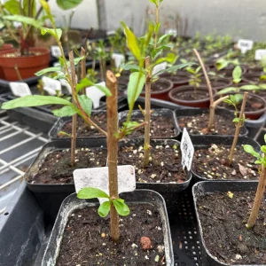 Pomegranate Live Tree Cutting - Rooted Fruit Plant for Home Garden - Image 2