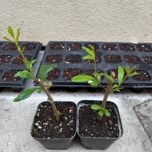 Pomegranate Live Tree Cutting - Rooted Fruit Plant for Home Garden - Image 3