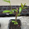 Pomegranate Live Tree Cutting - Rooted Fruit Plant for Home Garden - Image 1