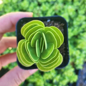 Portulaca Molokiniensis Live Plant – 2 inch / 4 inch Pot – Succulent - Image 2