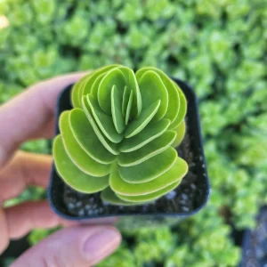 Portulaca Molokiniensis Live Plant – 2 inch / 4 inch Pot – Succulent - Image 3