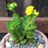 Portulaca Molokiniensis Live Plant – 2 inch / 4 inch Pot – Succulent - Image 1