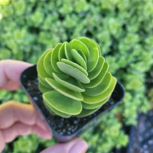 Portulaca Molokiniensis Live Plant – 2 inch / 4 inch Pot – Succulent - Image 4