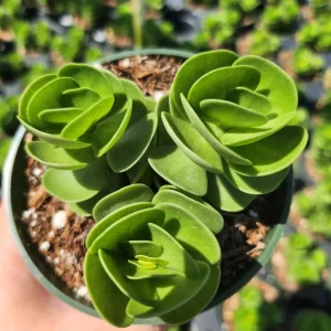 Portulaca Molokiniensis Live Plant – 2 inch / 4 inch Pot – Succulent - Image 5