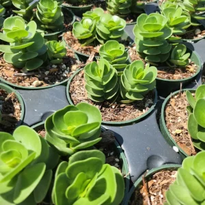 Portulaca Molokiniensis Live Plant – 2 inch / 4 inch Pot – Succulent - Image 6