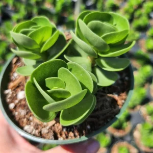 Portulaca Molokiniensis Live Plant – 2 inch / 4 inch Pot – Succulent - Image 7