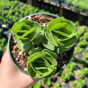 Portulaca Molokiniensis Live Plant – 2 inch / 4 inch Pot – Succulent - Image 8