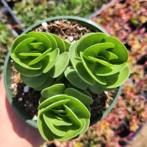 Portulaca Molokiniensis Live Plant – 2 inch / 4 inch Pot – Succulent - Image 9