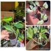 Pothos & Philodendron Live Plant Bundle - Marble Queen, Manjula, Brasil - Image 1
