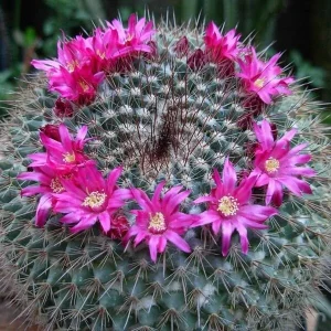 Powder Puff Cactus Live Plant - Mammillaria Bocasana - 2 inch Potted - Image 2