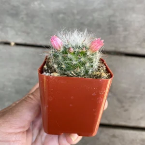 Powder Puff Cactus Live Plant - Mammillaria Bocasana - 2 inch Potted - Image 3