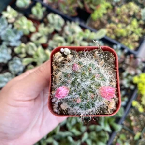 Powder Puff Cactus Live Plant - Mammillaria Bocasana - 2 inch Potted - Image 4