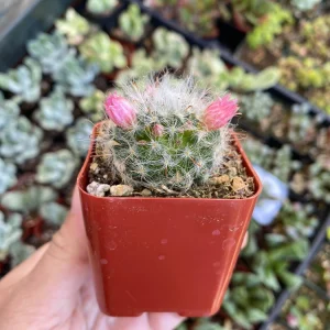 Powder Puff Cactus Live Plant - Mammillaria Bocasana - 2 inch Potted - Image 5