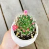 Powder Puff Cactus Live Plant - Mammillaria Bocasana - 2 inch Potted - Image 1