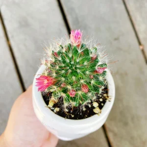 Powder Puff Cactus Live Plant - Mammillaria Bocasana - 2 inch Potted - Image 1
