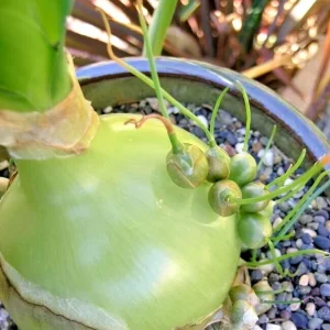 Pregnant Onion Bulbs Albuca Bracteata - 5 Live .25” Bulbs – Easy Care - Image 2