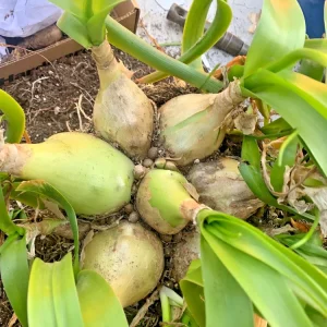 Pregnant Onion Bulbs Albuca Bracteata - 5 Live .25” Bulbs – Easy Care - Image 4