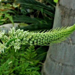 Pregnant Onion Succulent Live Plant - Albuca Bracteata, 1 Rooted Plant, Indoor/Outdoor - Image 3