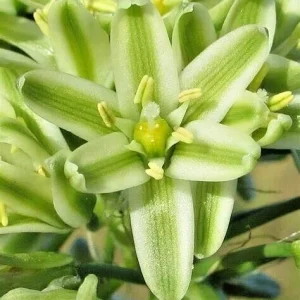 Pregnant Onion Succulent Live Plant - Albuca Bracteata, 1 Rooted Plant, Indoor/Outdoor - Image 5
