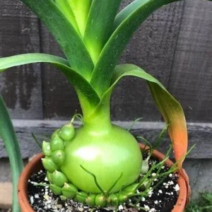 Pregnant Onion Succulent Live Plant - Albuca Bracteata, 1 Rooted Plant, Indoor/Outdoor - Image 1