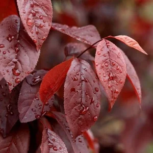 Prunus Cerasifera Cherry Plum Black 3 Unrooted 6