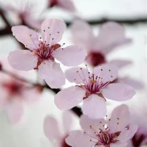 Prunus Cerasifera Cherry Plum Black 3 Unrooted 6