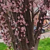 Prunus Cerasifera Cherry Plum Black 3 Unrooted 6" Live Fruit Tree Plant Cuttings Outdoor - Image 1