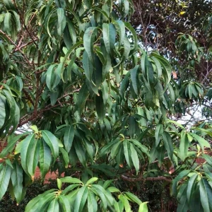 Prunus Persica California Peach Tree Cuttings - 7 Live 6