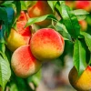 Prunus Persica California Peach Tree Cuttings - 7 Live 6" Edible Fruit Plant - Image 1