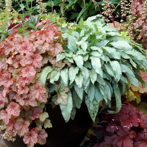 Pulmonaria 'Silver Bouquet' Lungwort - Shade Perennial Live Plant - 2.5
