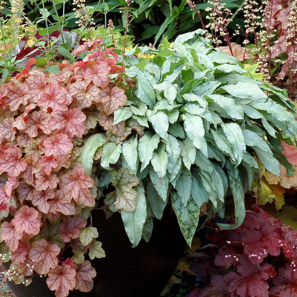 Pulmonaria 'Silver Bouquet' Lungwort - Shade Perennial Live Plant - 2.5"x3.5" Pot - Image 2