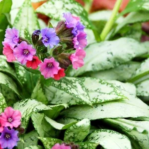Pulmonaria 'Silver Bouquet' Lungwort - Shade Perennial Live Plant - 2.5