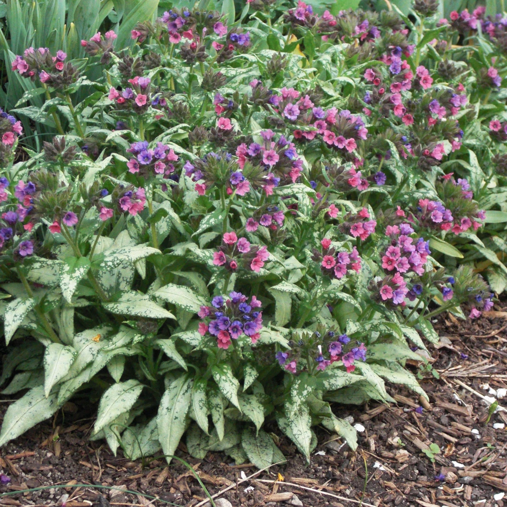 Pulmonaria 'Silver Bouquet' Lungwort - Shade Perennial Live Plant - 2.5"x3.5" Pot - Image 4