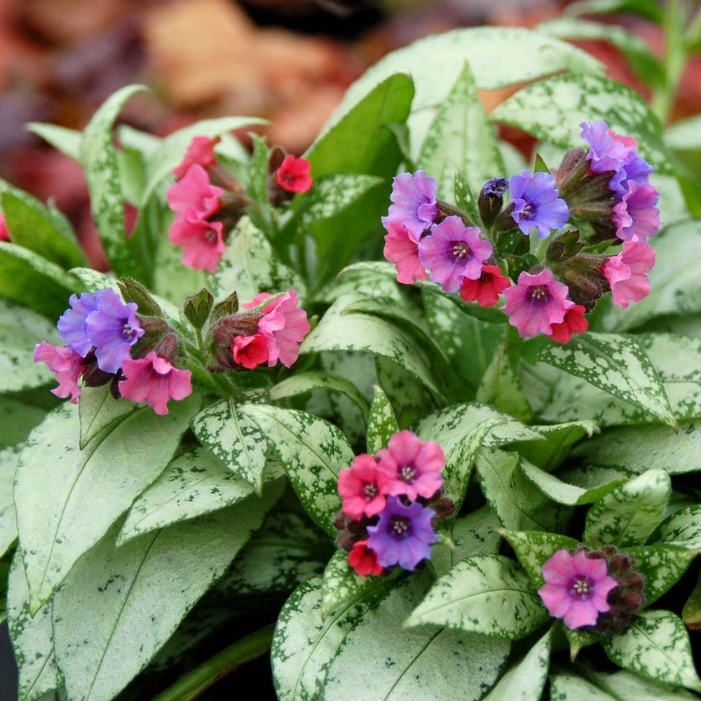 Pulmonaria 'Silver Bouquet' Lungwort - Shade Perennial Live Plant - 2.5"x3.5" Pot - Image 1