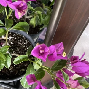 Purple Bougainvillea Live Plant - 20