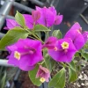 Purple Bougainvillea Live Plant - 20" Tall Bush Shrub Vine for Indoor/Outdoor - Image 1