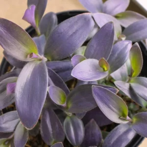 Purple Heart Tradescantia Live Plant - 4