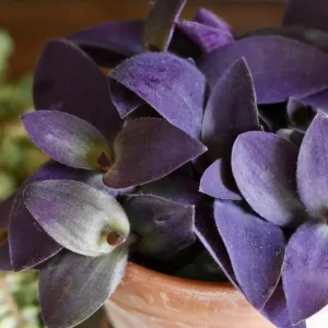Purple Heart Tradescantia Live Plant - 4