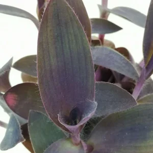 Purple Heart Tradescantia Live Plant - 4