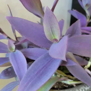 Purple Heart Tradescantia Live Plant - 4