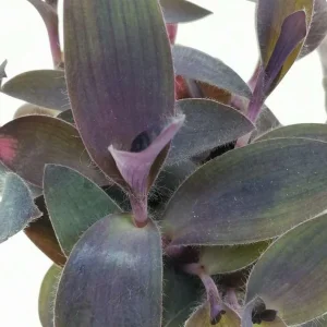 Purple Heart Tradescantia Live Plant - 4