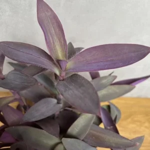 Purple Heart Tradescantia Live Plant - 4