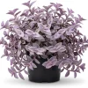 Purple Heart Tradescantia Live Plant - 4" Pot, Outdoor Ground Cover - Image 1