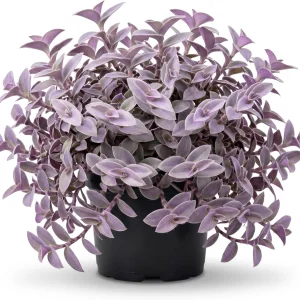 Purple Heart Tradescantia Live Plant - 4