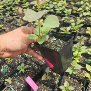 Purple Lilac Bush Live Plant - Fragrant Lavender Blossoms - 4 inch Pot - Image 2